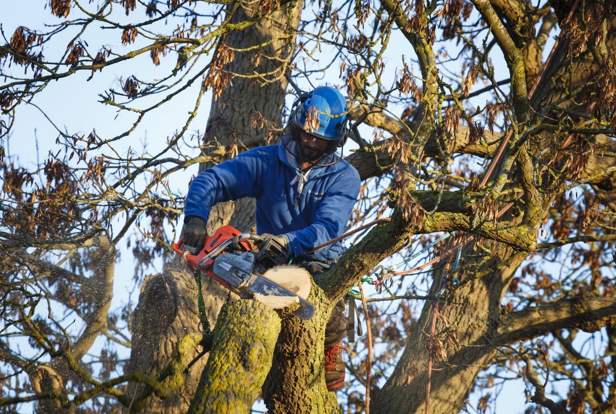 Professional tree surgeon at work