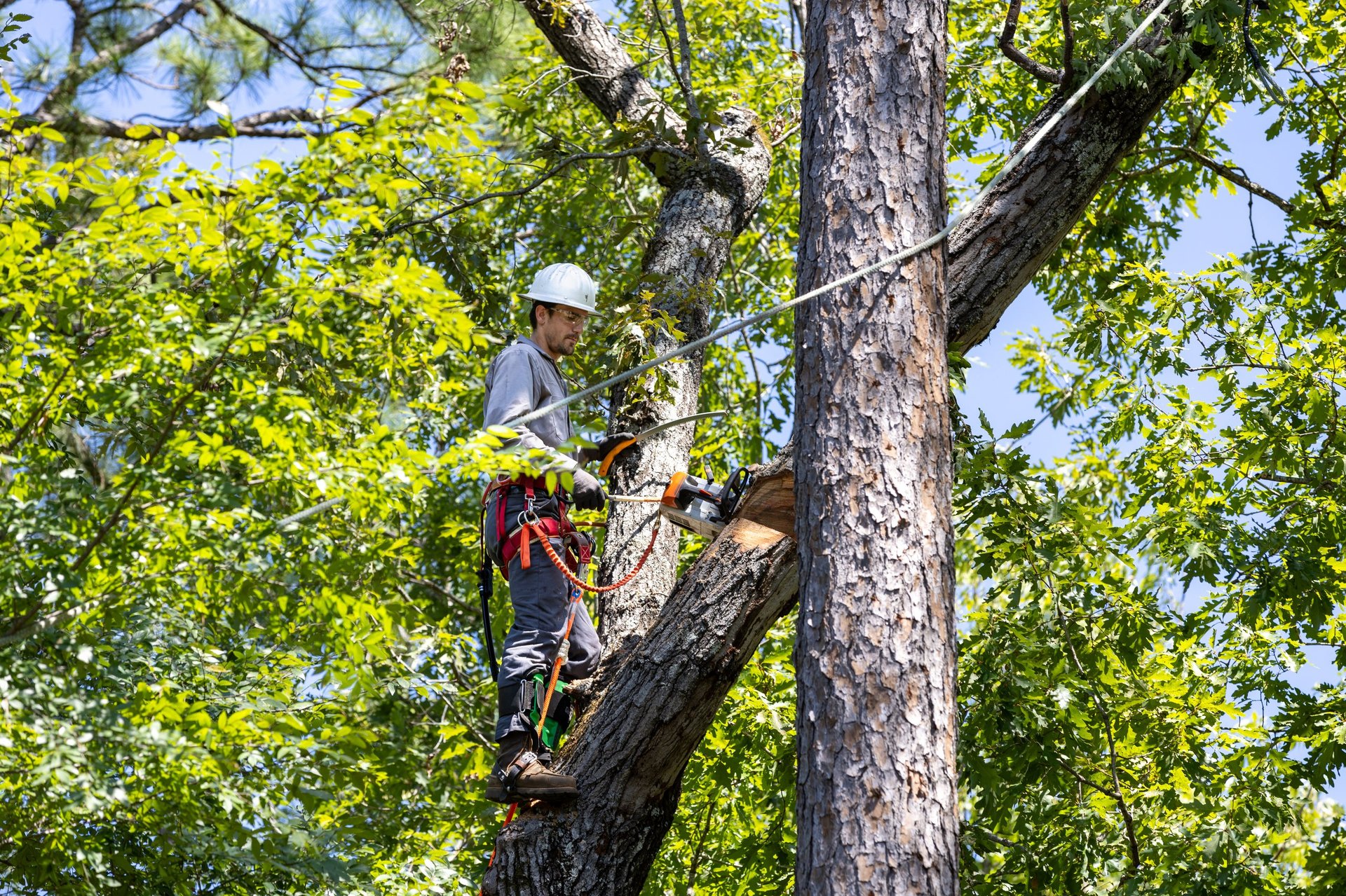 Professional tree surgeon at work