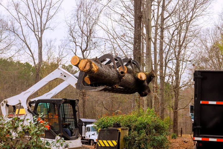 Tree removal service in Ipswich
