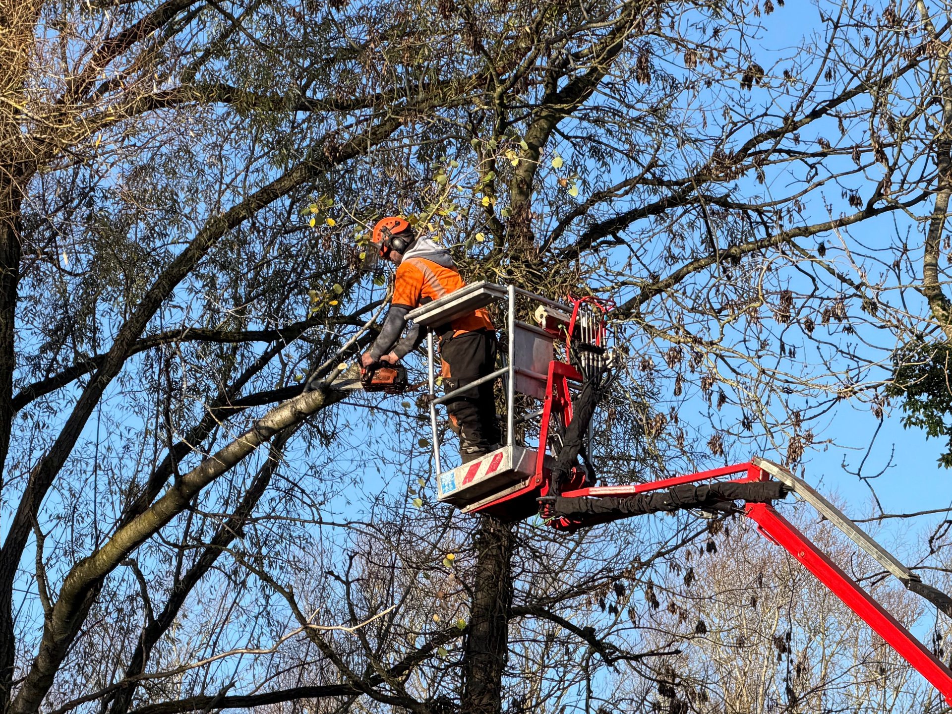 Professional tree surgeon working in Ipswich