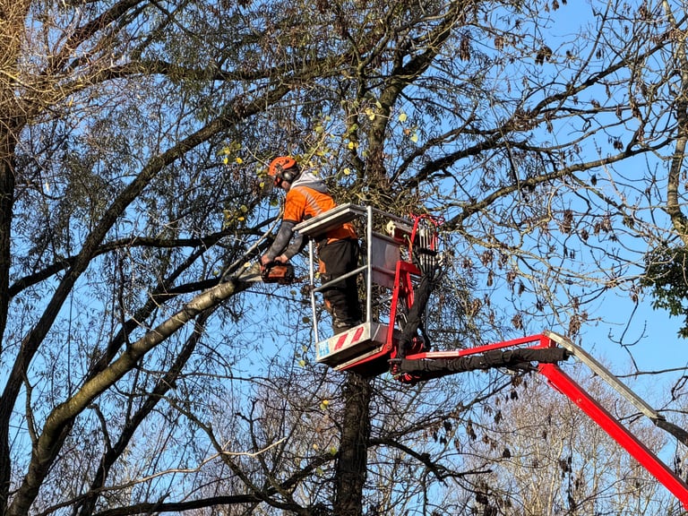 Professional tree surgery in action