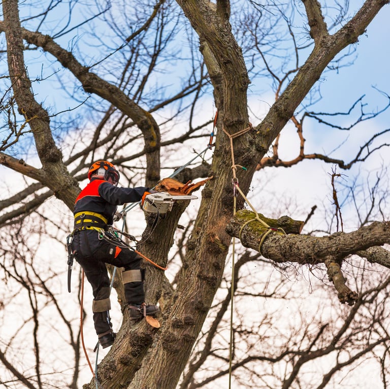 Stump grinding service in Ipswich