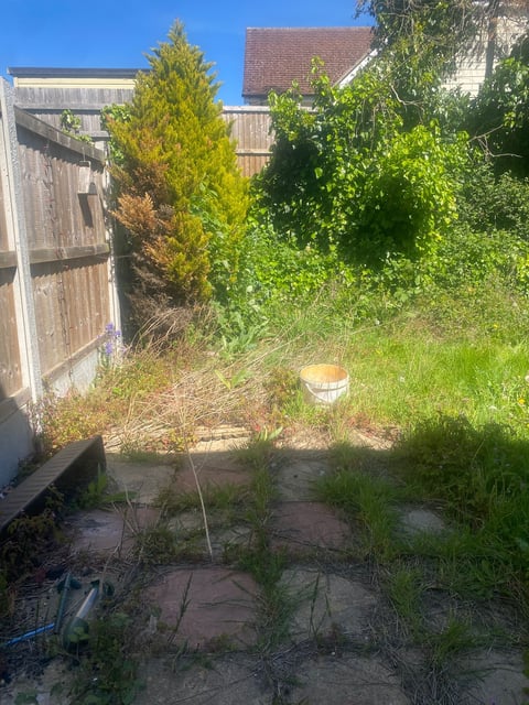 Overgrown residential yard with wooden fence, conifer tree, and brick house visible in background