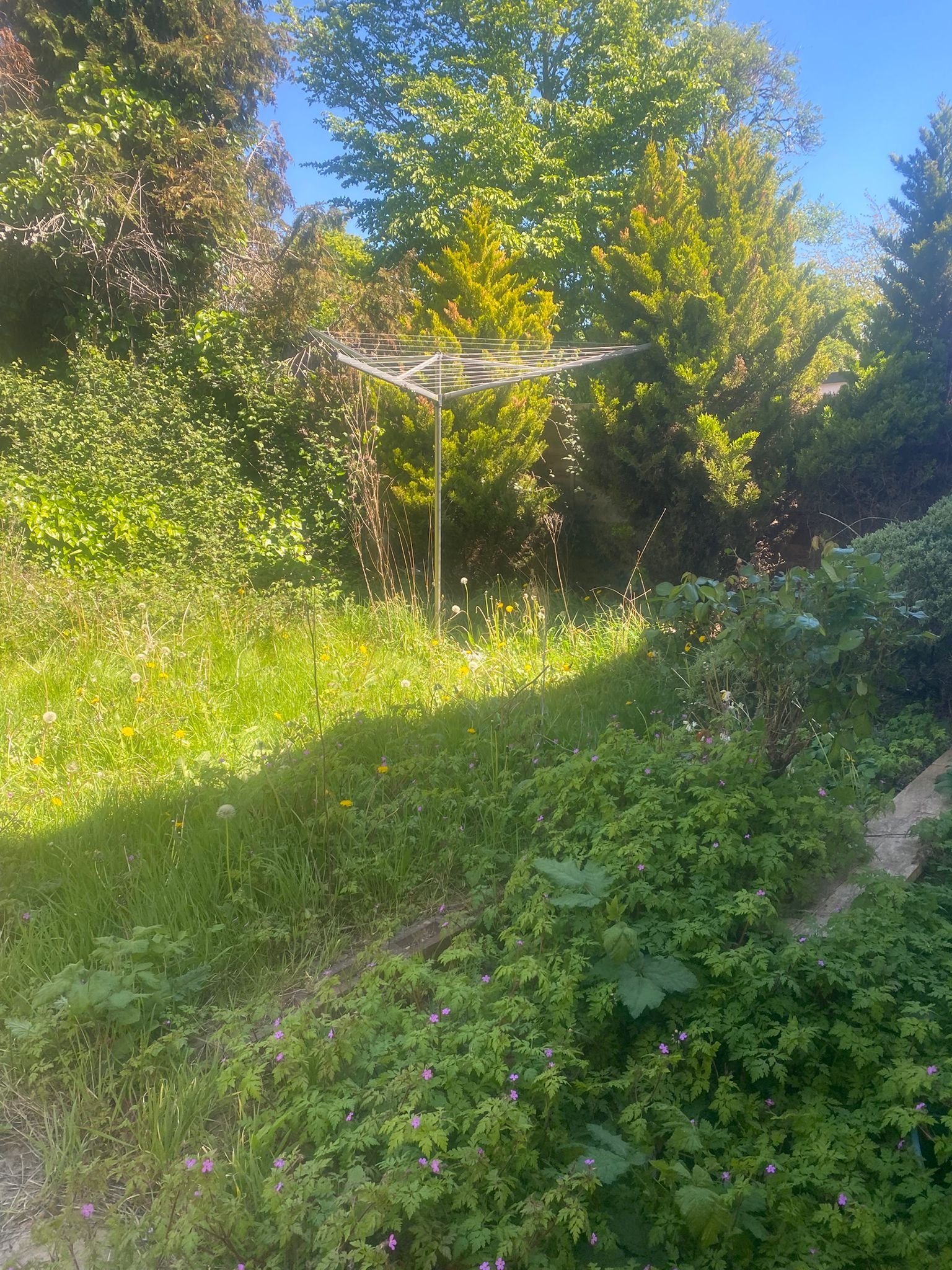 Garden pergola surrounded by lush green plants