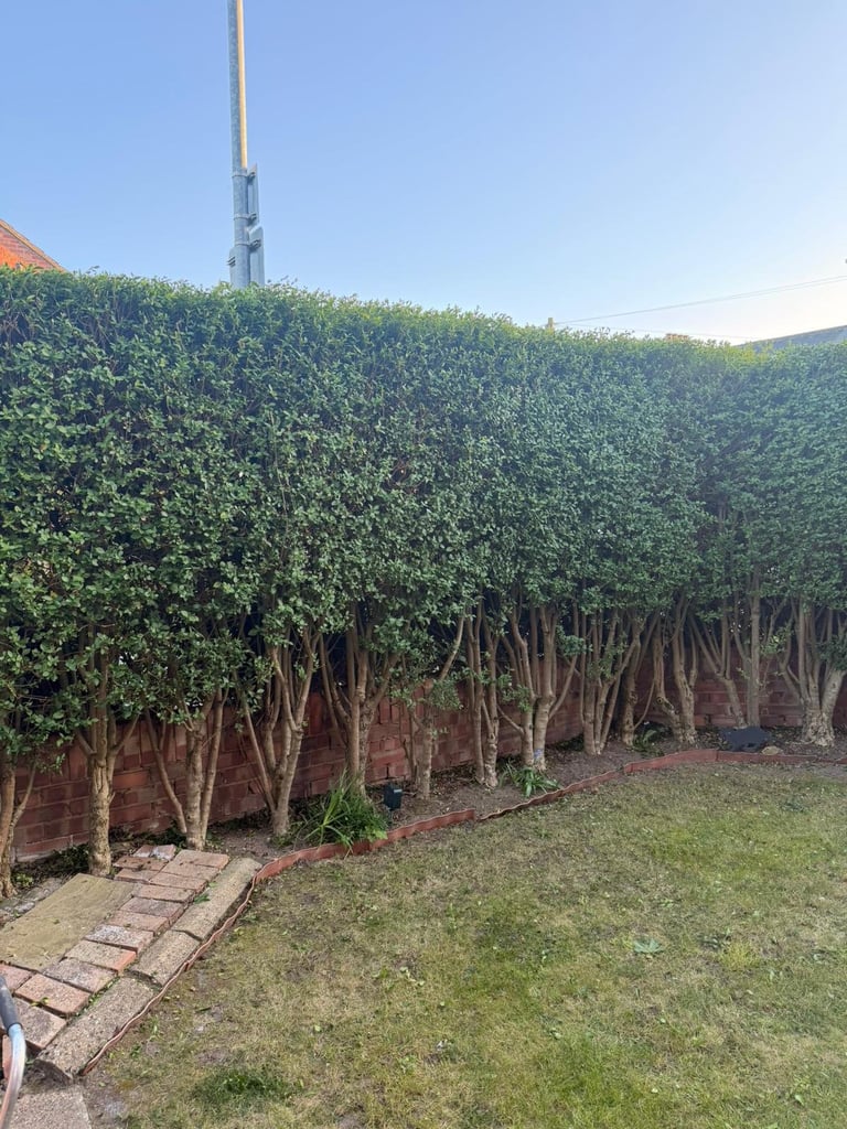 Row of tall closely trimmed green hedges with visible wooden supports and stakes in a residential garden setting