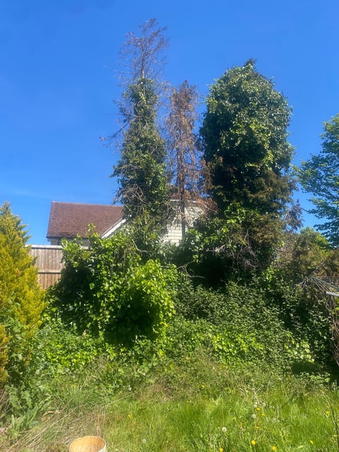 Historic stone church tower covered in ivy surrounded by tall trees and overgrown grass on a sunny day