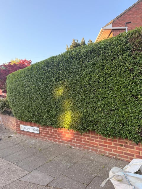 Impressive tall dense green hedge along brick wall with Tanner Road street sign — demonstrating quality fence line and boundary maintenance in Suffolk