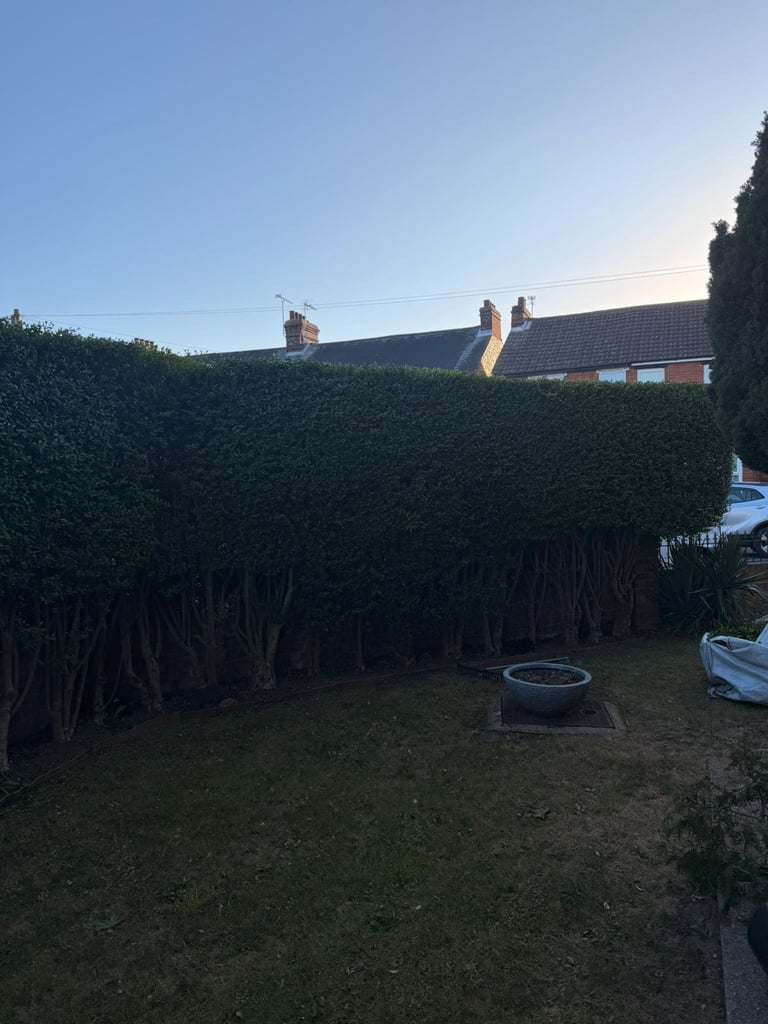 Stunning cottage garden with tall hedged boundaries, brick cottage with chimneys, fire pit area and manicured grass — complete garden transformation in Suffolk countryside